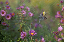 Spiders Spiders Gallery