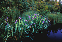 Wildflowers Wildflowers Gallery